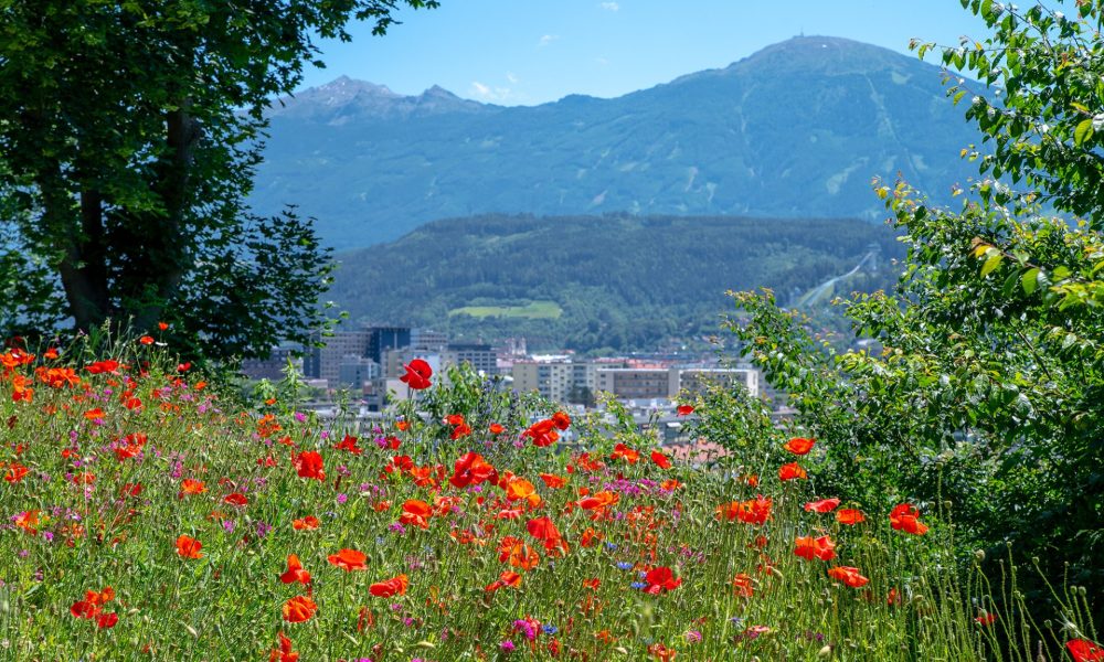 Blumenwiese mit Mohnblüten und sonstigen heimischen, Aussicht auf Stadt und Berge im Hintergrund