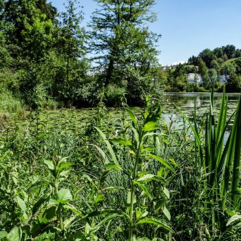 Grüne Umgebung mit Teich und Pflanzen in Au-Wädenswil